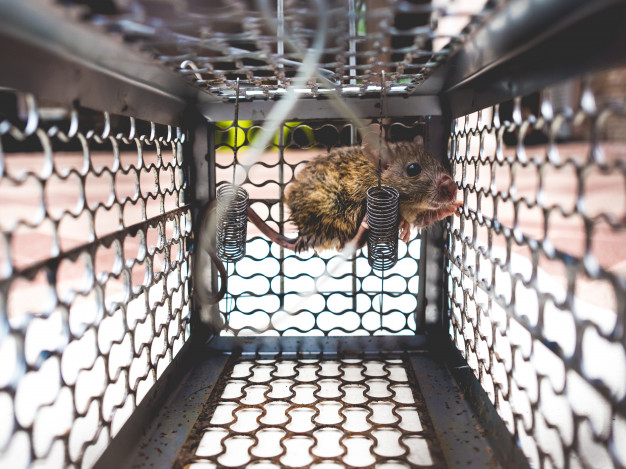 Comment capturer un rat ?